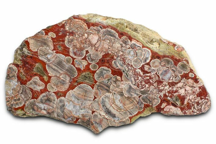 Polished Mushroom Jasper Section - Arizona #378033